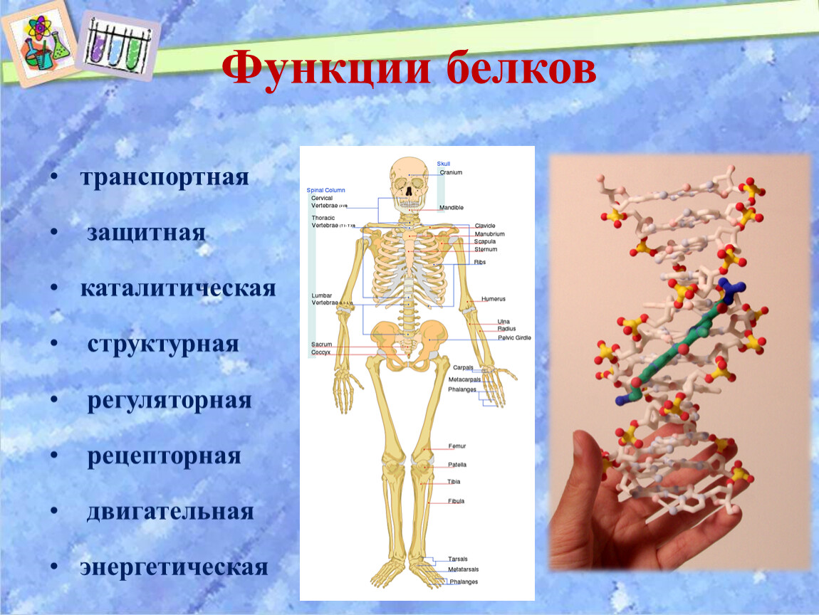 Транспортная защитная функция. Функция белков транспортная Регуляторная и. Двигательная защитная функция белков. Функция белков защитная структурная энергетическая. Функции белков каталитическая структурная и двигательная.