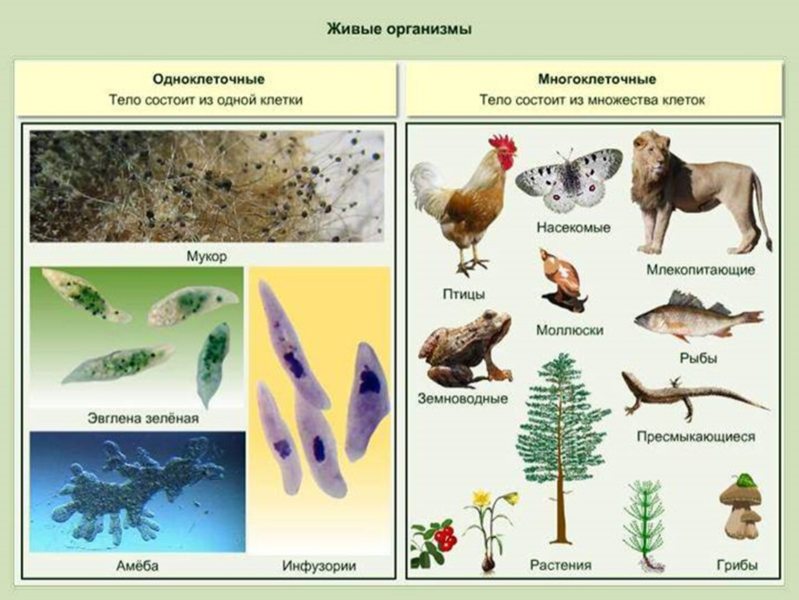 Живые организмы 5 класс. Живые организмы. Примеры живых организмов. Что такое живой организм 5 класс биология. Разнообразные живые организмы.