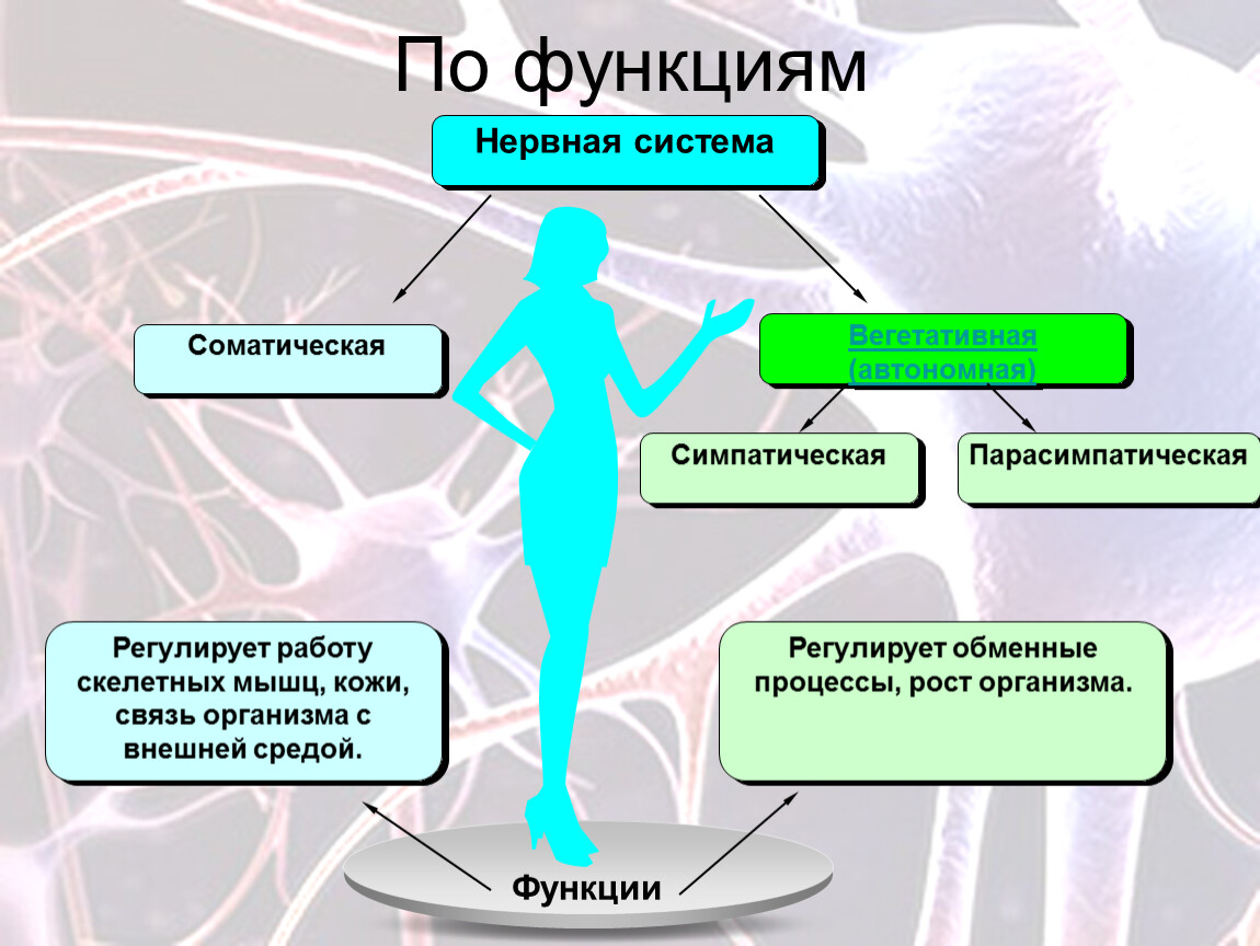 Обмен веществ в скелетных мышцах регулирует. Нервная система по функциям. Функции соматической нервной системы. Функции отделов нервной системы. Нервнвя система АО функциям.
