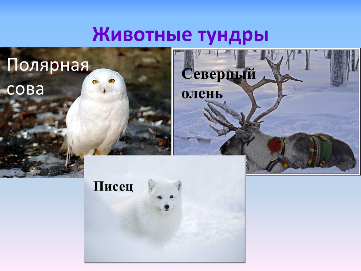 Животное тундры 4. Животные тундры. Обитатели тундры. Презентация на тему животный мир тундры. Животные зоны тундры.