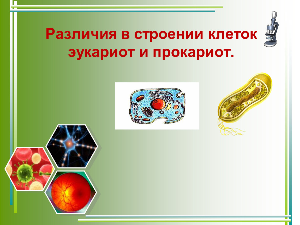 Основные отличия прокариот от эукариот в ископаемом состоянии