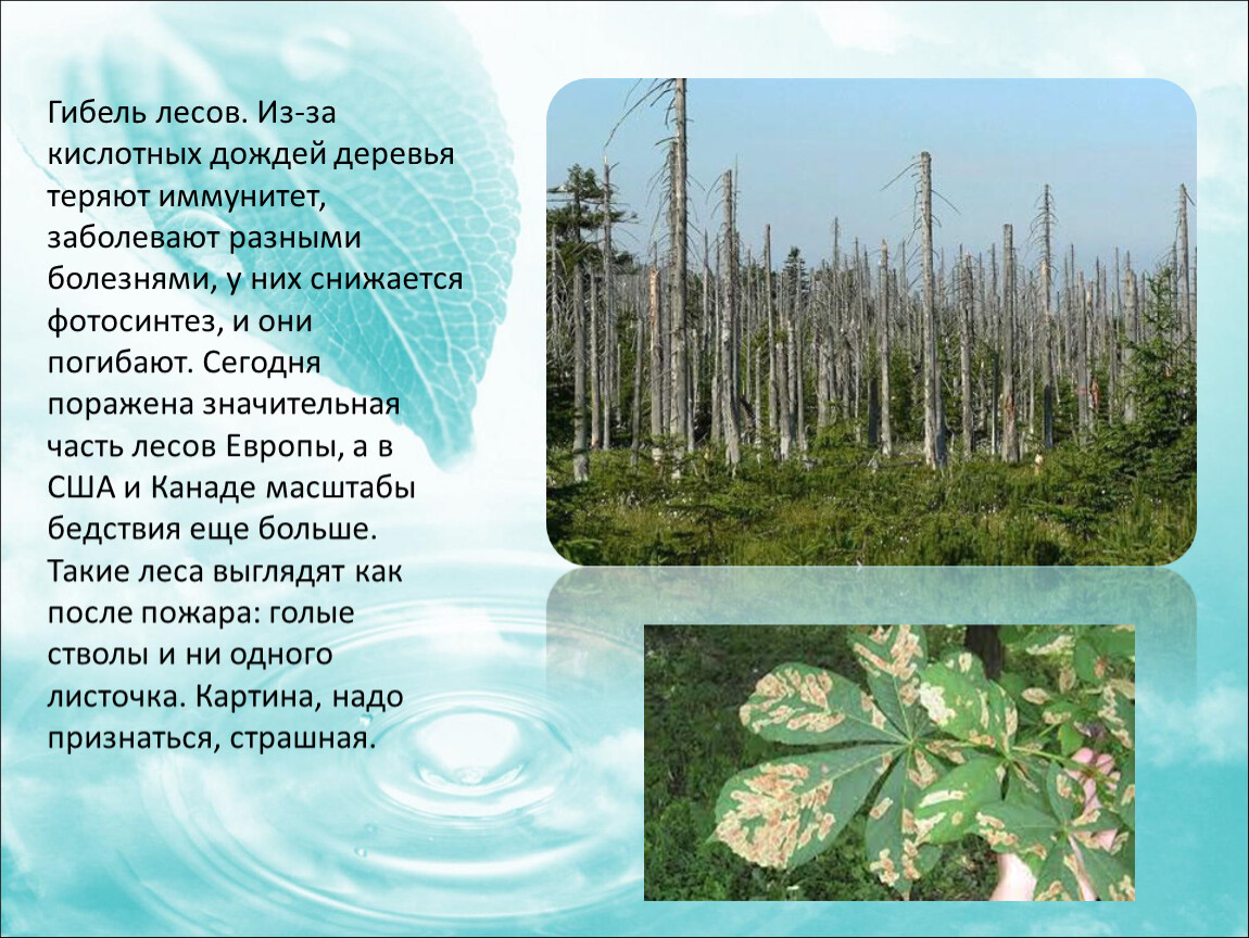 Воздействие кислотных дождей. Влияние кислотных дождей на леса. Влияние кислотных осадков на леса. Кислотные дожди в лесу. Воздействие кислотных дождей на растения.