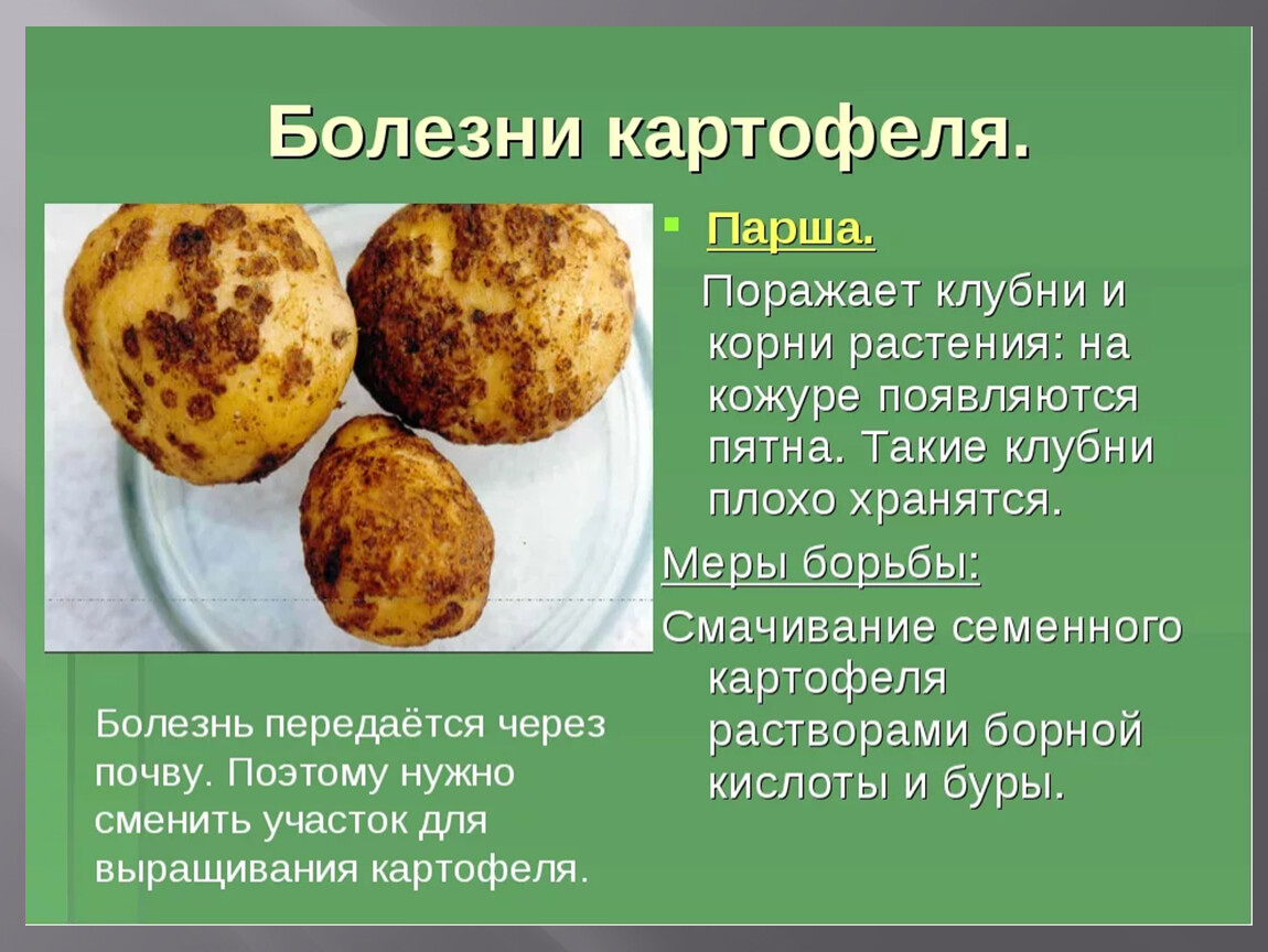 В картофеле есть вода. Обыкновенная парша картофеля возбудитель. Картофель болезни клубней парша. Обыкновенная парша картофеля препараты. Бурая пятнистость картофеля.