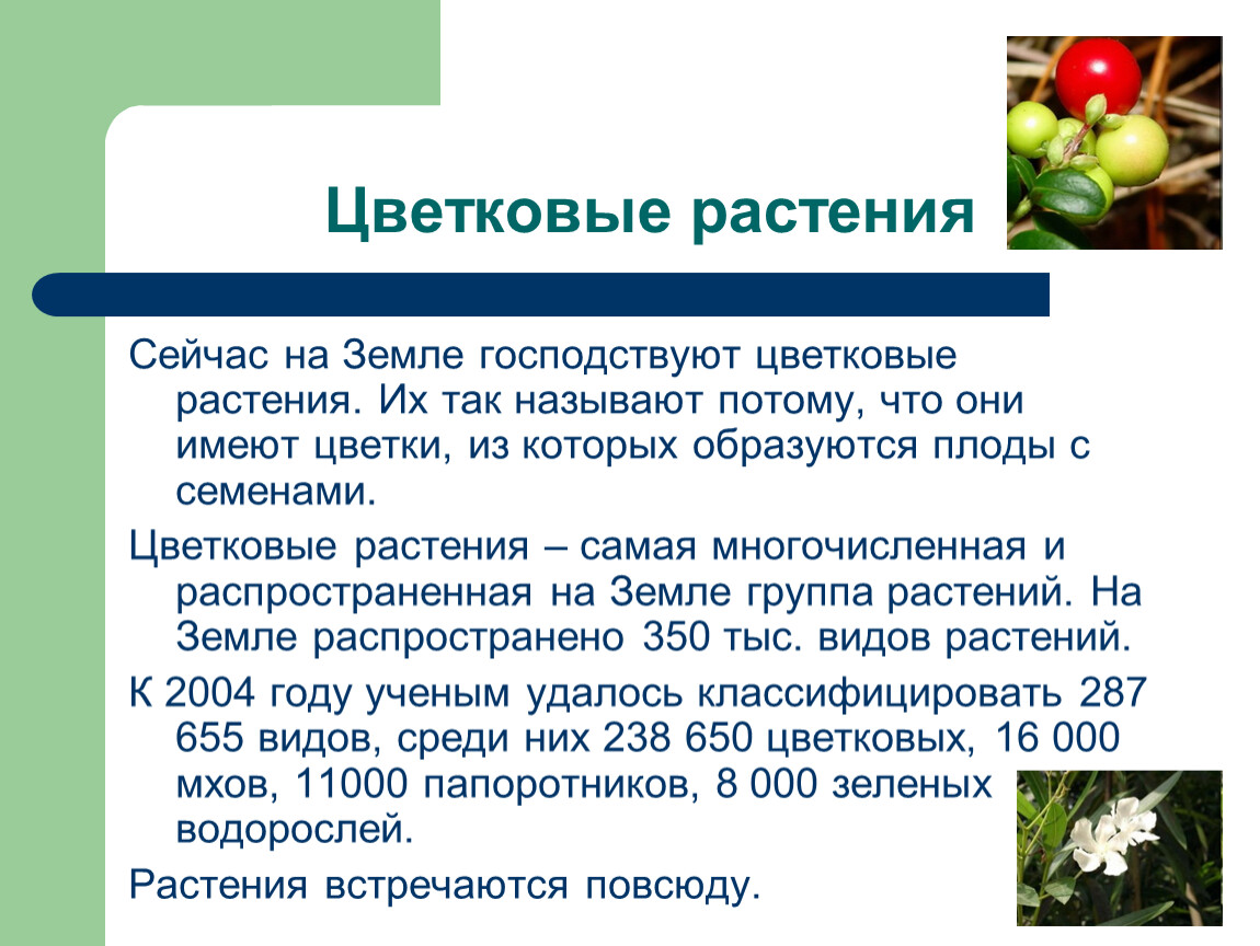 Растения называют цветковыми потому что. Доклад о цветковых растениях. Доклат об цветковых растешниях. Доклад о цветковых растениях 5 класс. Доклад на тему цветковые растения.