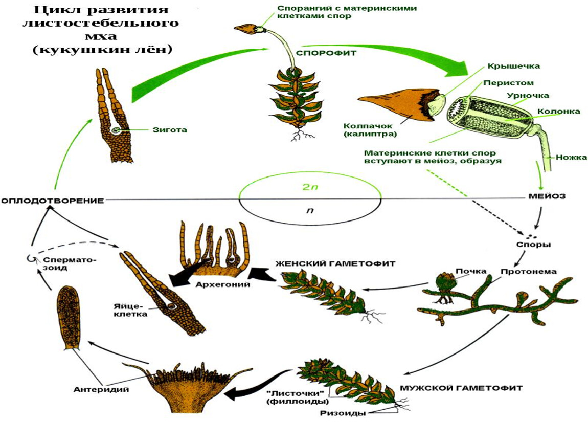 Циклы растений тест. Жизненный цикл растений. Общий жизненный цикл растений. Жизненные циклы растений для ЕГЭ по биологии. Жизненный цикл растений задания.