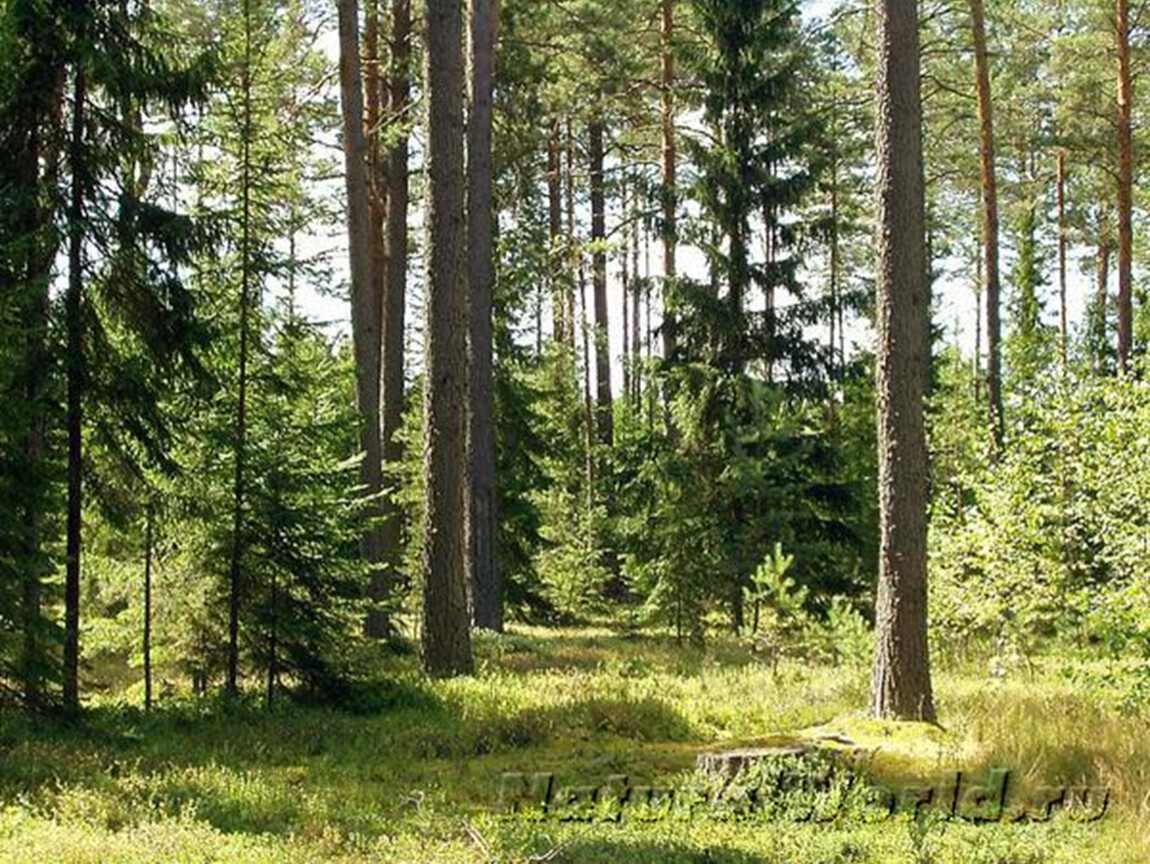Природные ресурсы лесных зон россии. Лесная зона. Уголок леса. Природа лесных зон. Лесная природная зона.