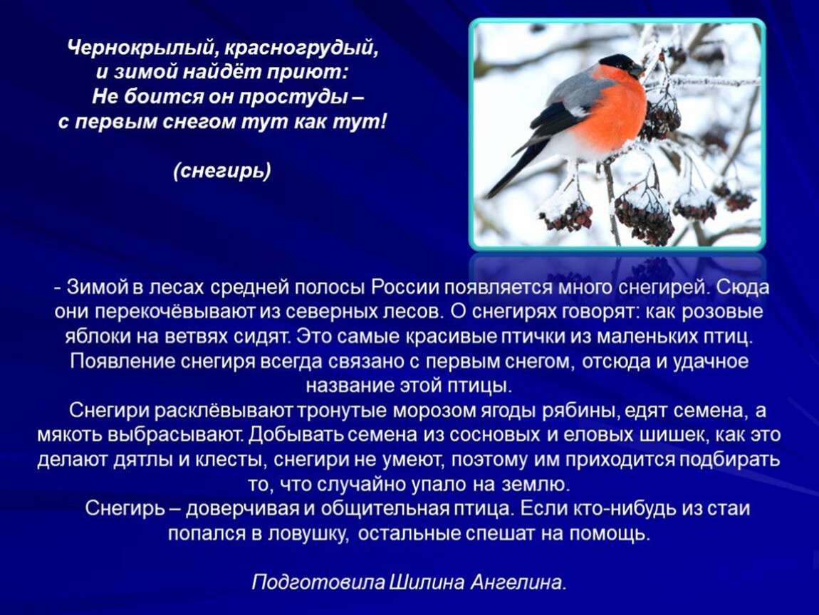 Жизнь птиц презентация 1 класс начальная школа 21 века