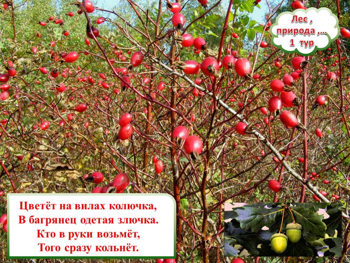 Лес , природа ,… 1 тур Цветёт на вилах колючка,