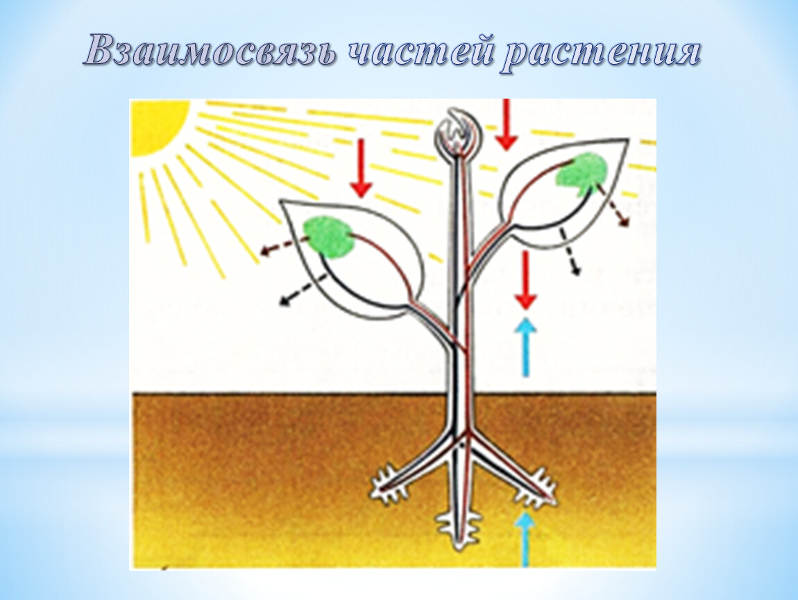 Схемы процессов жизнедеятельности растений на рисунке. Взаимосвязь частей растения. Растение целостный организм. Взаимосвязь органов растения. Растение как целостный организм.