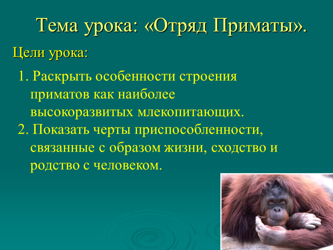 К отряду приматов принадлежат. Биология 7 класс млекопитающие приматы. Презентация по биологии 7 класс приматы. Отряд приматы биология 7 класс. Отряд млекопитающих приматы 7 класс.
