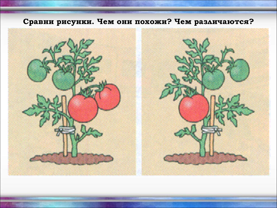 Сравните иллюстрацию. Сравнить изображения. Сравнить рисунки. Сравнить предметы рисунки. Сопоставить картинки.