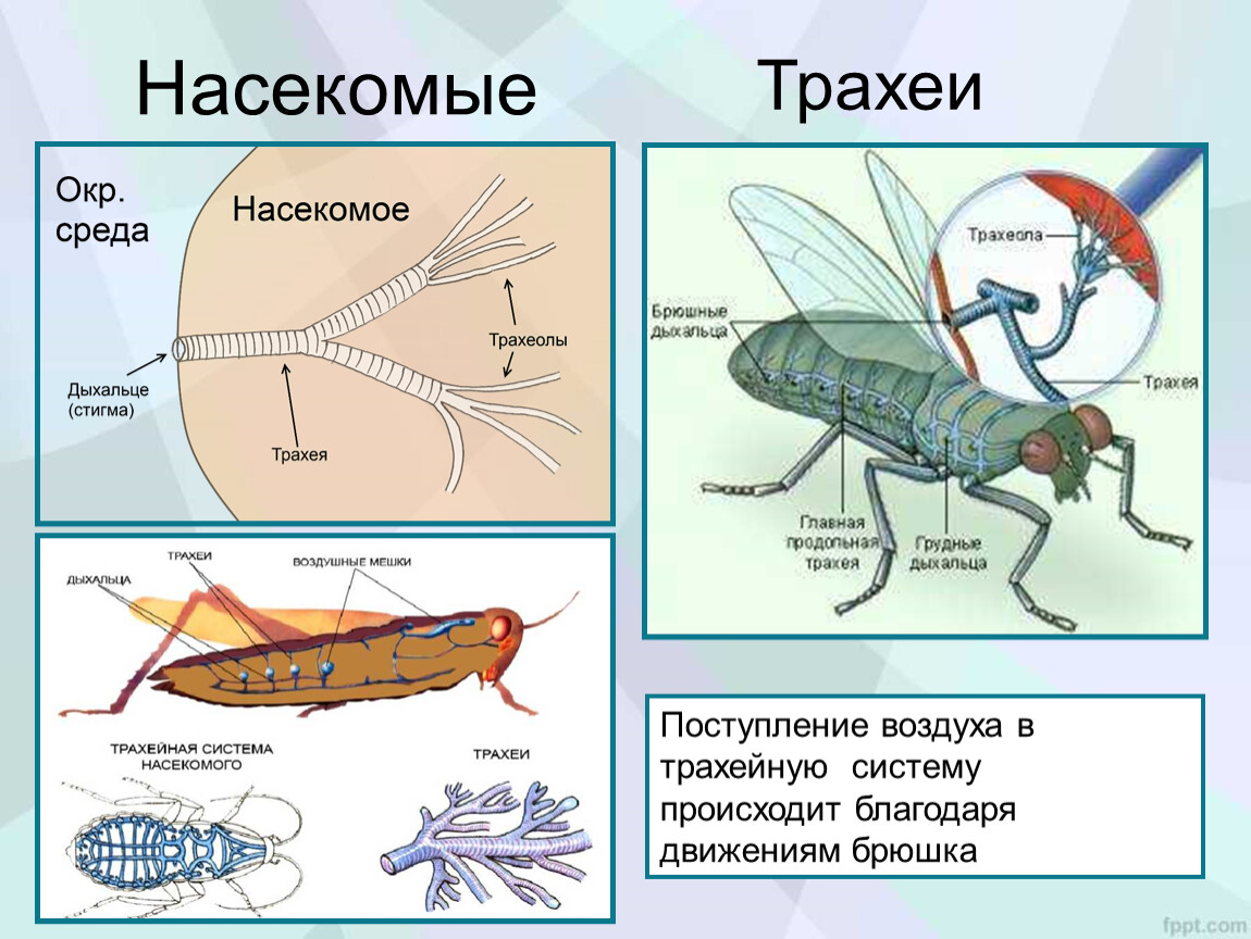 Дыхательная система насекомых рисунок