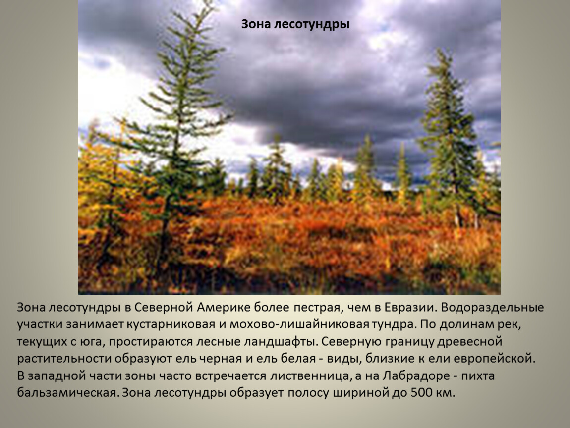 Какой народ называл лес тундрой. Тундра и лесотундра России. Тундра лесотундра и Тайга в России. Зона лесотундры. Зона тундры и лесотундры в России.