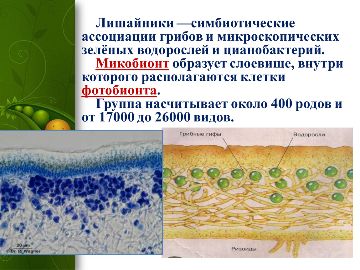 Лишайники функции гриба и водоросли. Строение лишайника микобионт. Микроскопическое строение лишайника. Лишайник с цианобактериями. Цианобактерии у лишайников.