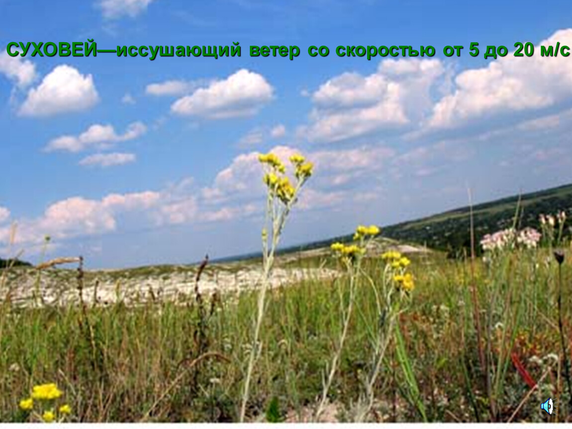 Иссушенные степи. Ветер Суховей в степи России. Природные зоны травянистые равнины. Суховей это в географии.