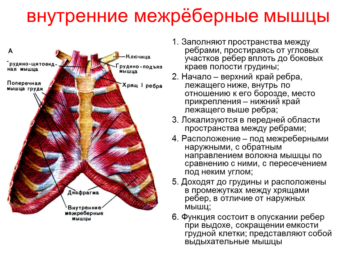 Наружные межреберные мышцы. Наружные межреберные мышцы функции. Наружные межреберные мышцы функции анатомия. Внутренние межреберные мышцы. Внутренние межреберные мышцы функции.