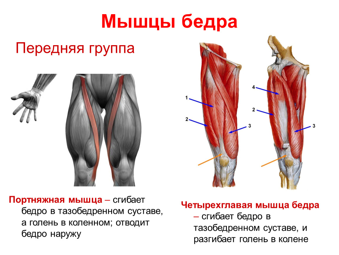 Мышцы передней поверхности. Портняжная мышца m. Sartorius. Строение мышц бедра у мужчин спереди. Мышцы тазобедренного сустава передняя группа. Передняя группа мышц бедра сгибатели.