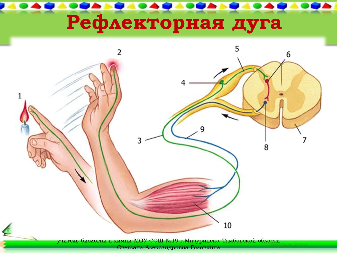 Схема рефлекторной дуги отдергивания руки от горячего предмета схема