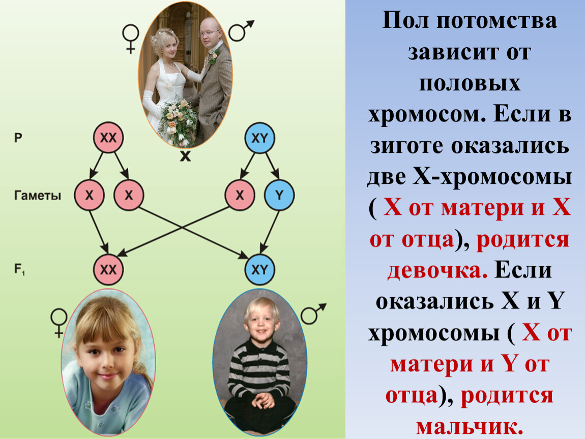 В гаметах человека 23 хромосомы. Хромосомы от отца и матери. Генетика родителей к ребенку. Гены и хромосомы девочек.