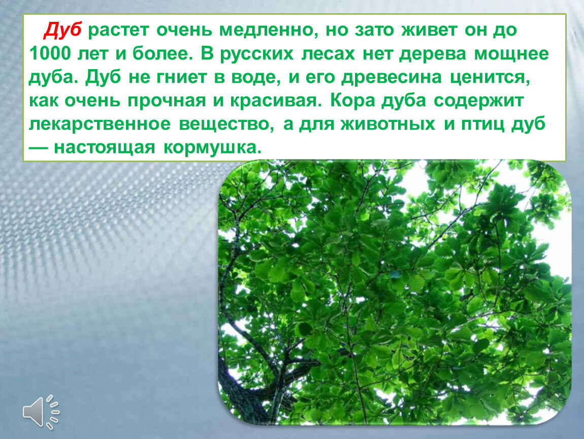 Дуб растет медленно. Что растет на дубе. Дуб живет 1000 лет. Как растет дуб. Дерево не гниющее в воде.