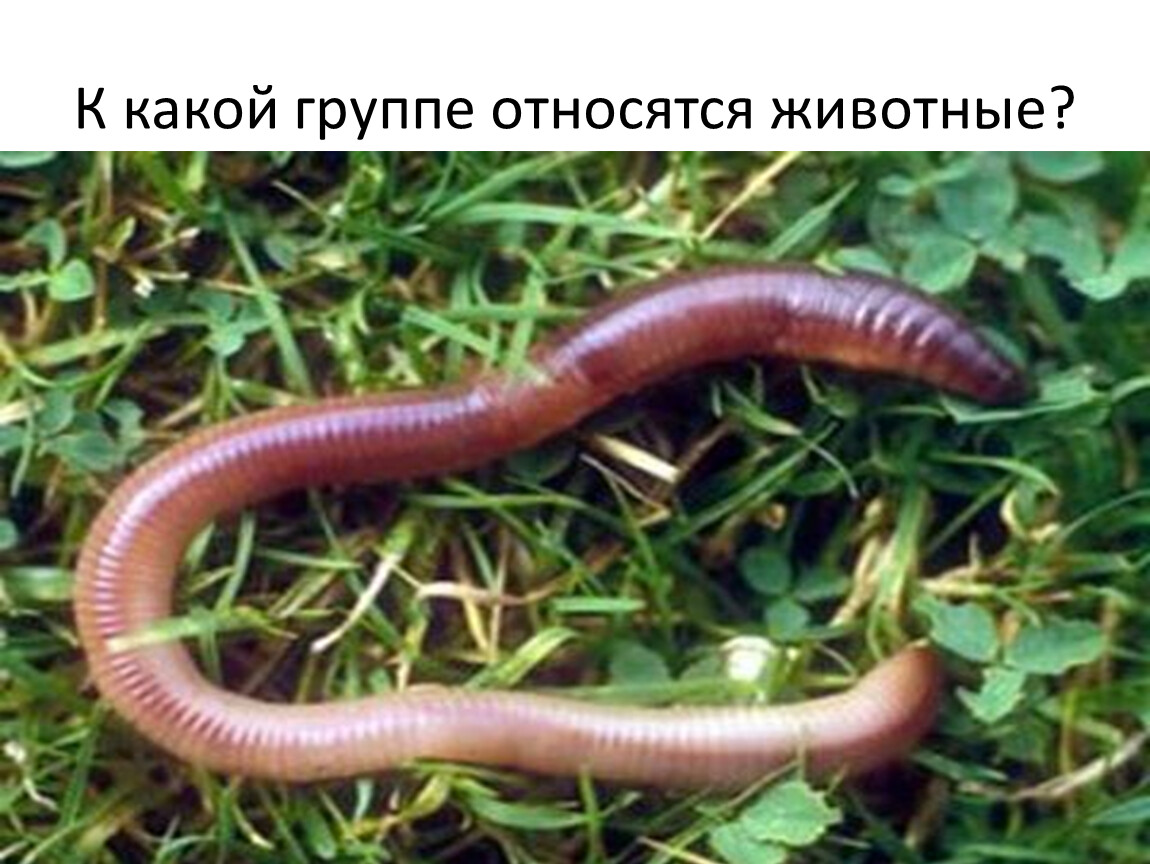 Дождевой червь относится к группе. Большой Земляной червь выползок. Кольчатые черви. Дождевой червь передвижение. Дождевые черви ареал обитания.