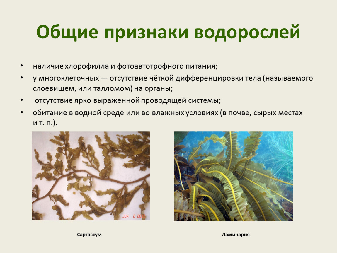 4 признака водорослей. Признаки водорослей. Основные признаки водорослей. Отличительные особенности водорослей. Многоклеточные бурые водоросли.