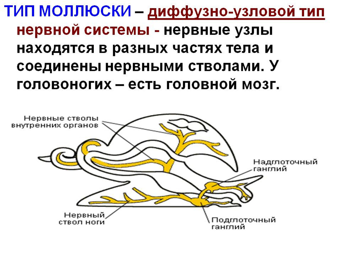 Диффузная строение. Нервная система моллюсков схема. Тип нервной системы у моллюсков. Диффузно Узловая нервная система у моллюсков. Нервная система разбросанно-узлового типа у моллюсков.