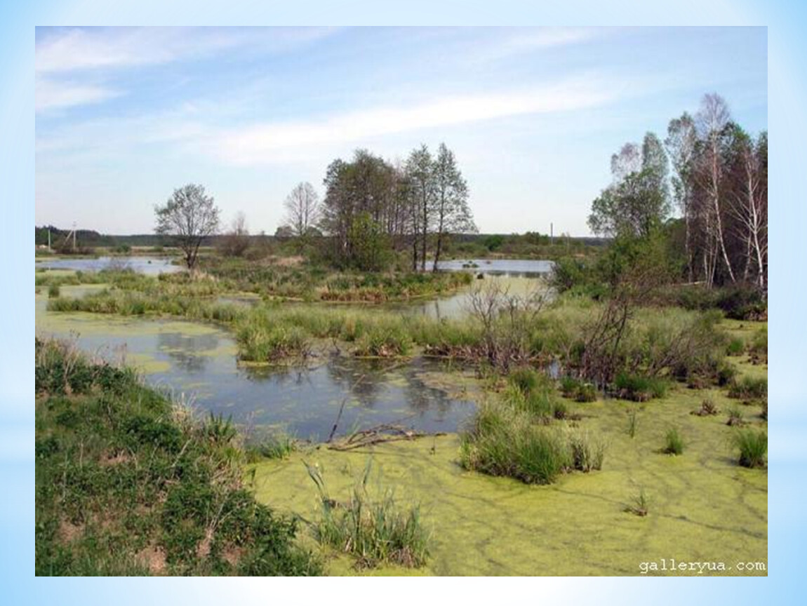Как в 30 годах называли болото. Татарско-Ахметьевское Торфяное болото. Охрана болота. Болотные сообщества. Природное сообщество болота.