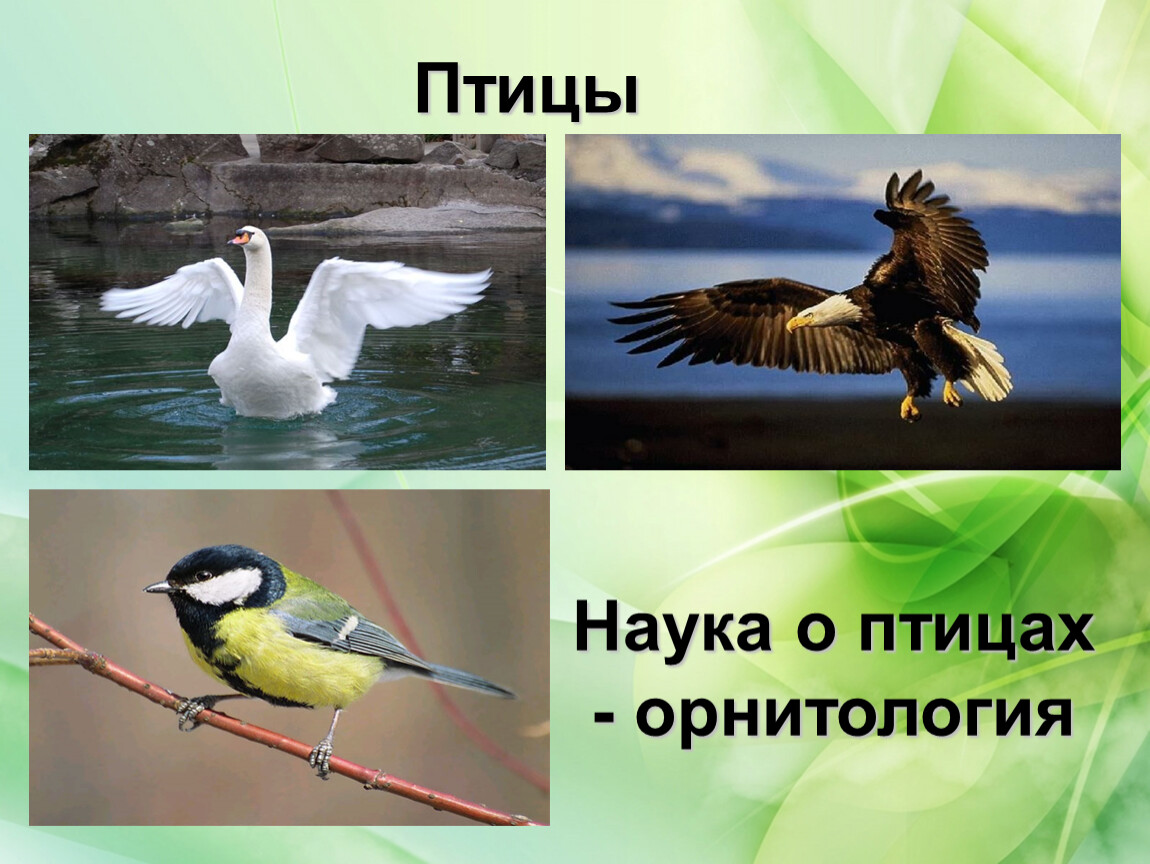 O bird. Наука о птицах. Орнитология это наука о. Биологическая наука о птицах. Орнитология это наука изучающая птиц.