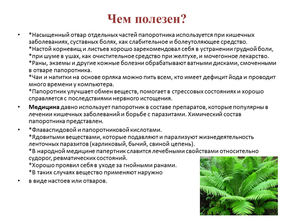 Польза папоротника для человека в еде. Чем полезен папоротник. Характеристика папоротников. Свойства папоротника. Папоротник лечебный.