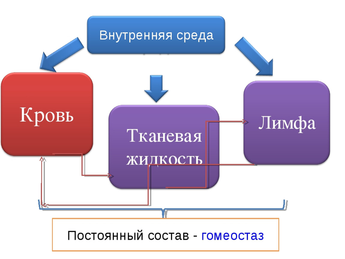 Гомеостаз постоянство. Гомеостаз схема. Гомеостаз организма схема. Постоянство внутренней среды. Гомеостаз жидкой внутренней среды организма.