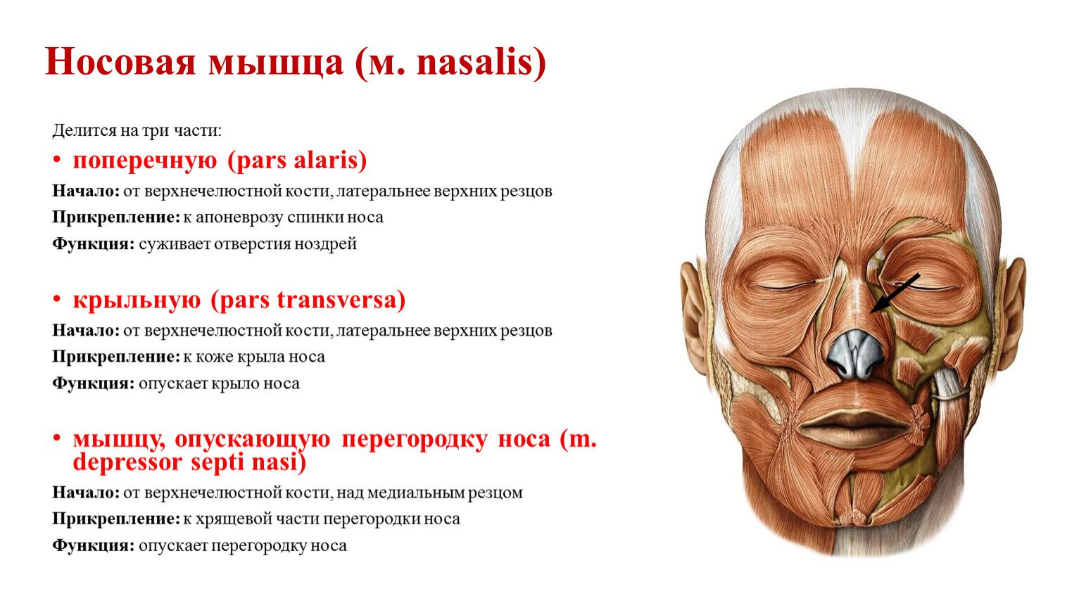 Мимические мышцы функции. Носовая мышца поперечная и крыльная часть. Мышцы окружающие носовые отверстия. Носовая мышца начало прикрепление функции.