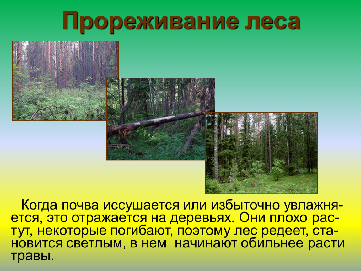 Реферат: Взаимное влияние леса и экологических факторов