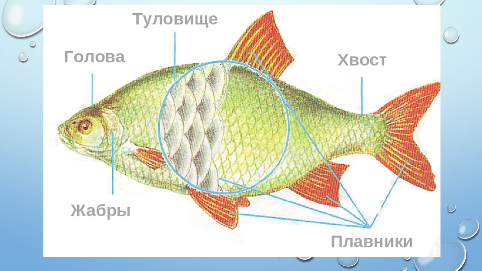 Какое тело у рыб. Строение рыбы для детей. Части тела рыбы. Строение частей тела рыбы. Рыба части тела для детей.