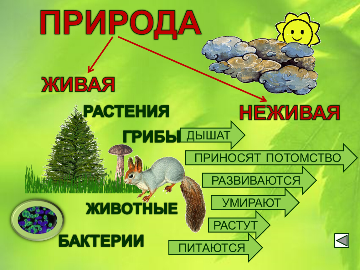 1 класс природа живая и неживая природа презентация