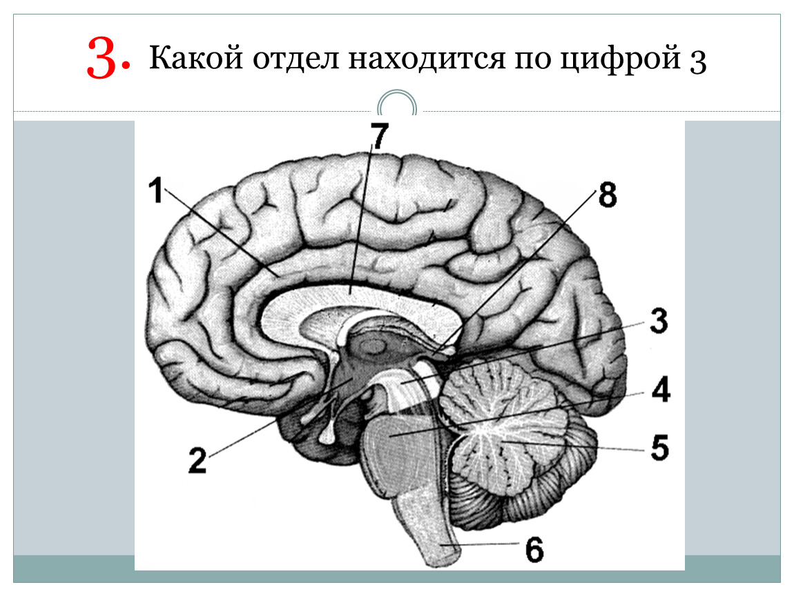 Головной мозг отделы. Головной мозг строение чб. Строение головного мозга по цифрам. Отделы головного мозга без подписей. Попишите указанные отделы головного мозга.