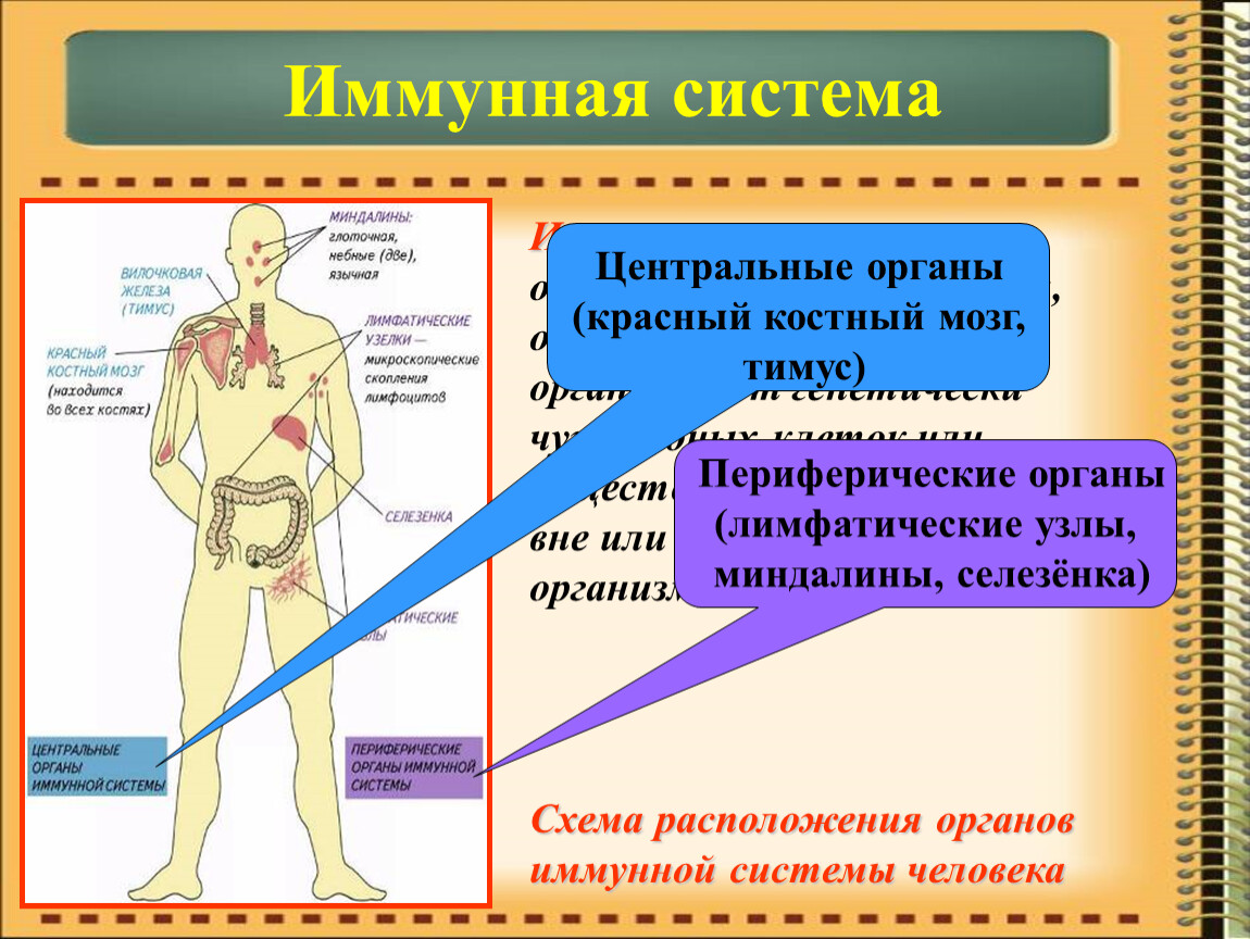 Иммунная система человека презентация