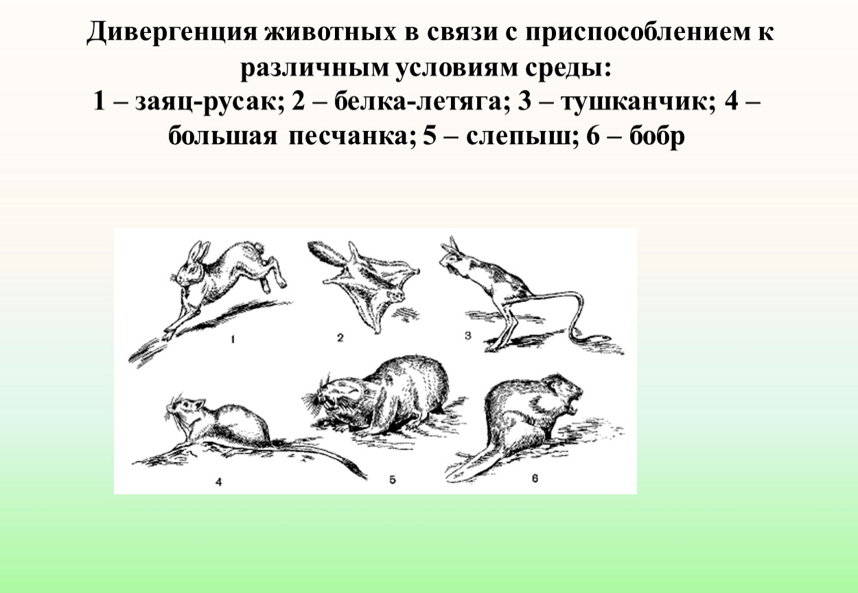 Определите по рисунку направления эволюции. Дивергенция животных. Жизненная форма зайца. Эволюция зайца. Направления эволюции.