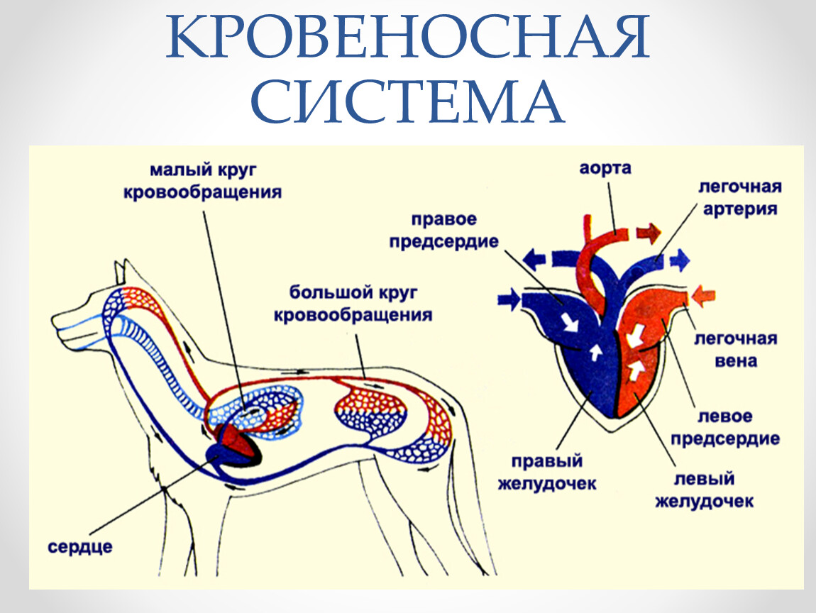 Внутреннее строение млекопитающих кратко. Кровеносная система собаки схема. Строение кровеносной системы собаки схема. Кровеносная система млекопитающих схема. Схема строения кровеносной системы млекопитающих.