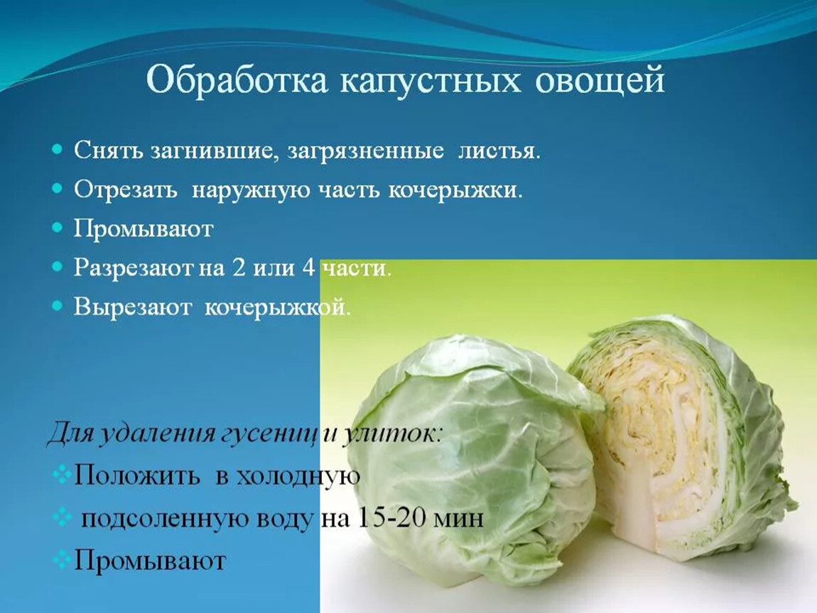 Обработка капустных овощей. Обработка капустных и луковых овощей. Первичная обработка капустных овощей. Схема обработки капустных овощей.