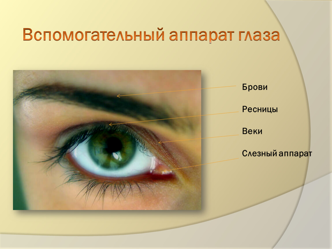 Строение век человека. Строение глаза. Защитные структуры глаза. Вспомогательные части глаза. Вспомогательный аппарат глаза веки.