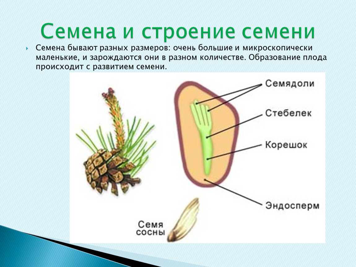 Проект на тему строение семян по биологии 6 класс