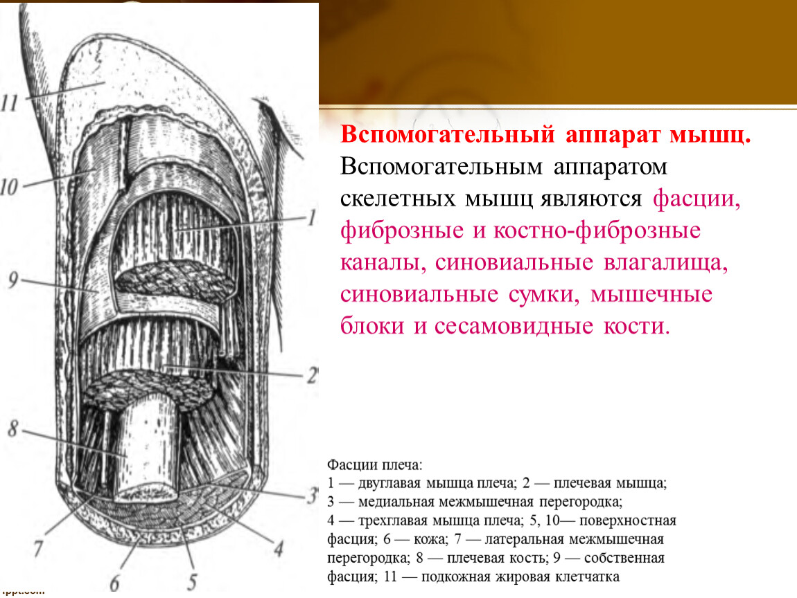 Фасции мышц. Вспомогательный аппарат мышц анатомия. Вспомогательный аппарат мышц фасции. Вспомогательный аппарат мышц фасции синовиальные сумки и т.д. Строение вспомогательного аппарата мышцы.