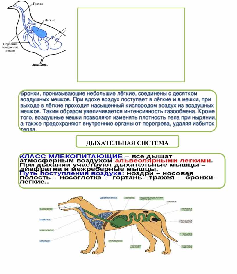 Опорный конспект "Эволюция дыхательной системы"