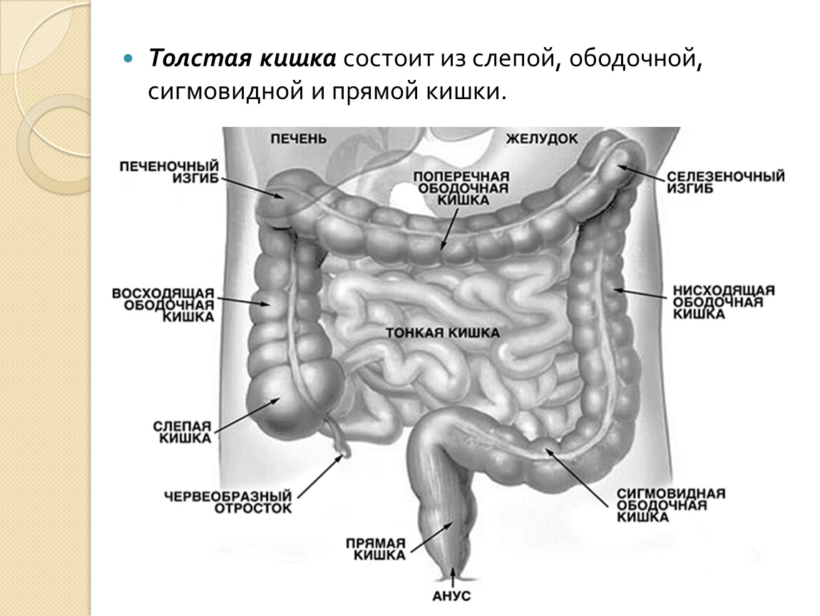 Слепая и ободочная кишка. Строение Толстого кишечника анатомия. Схема строения Толстого кишечника. Строение кишечника человека схема. Слепая кишка ободочная кишка прямая кишка двенадцатиперстная кишка.