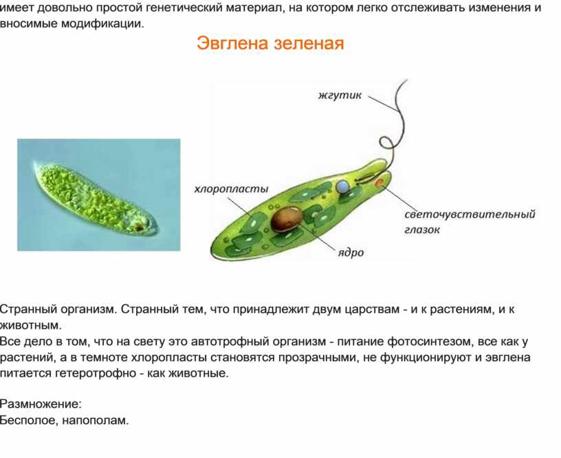 Эвглена зеленая какое питание