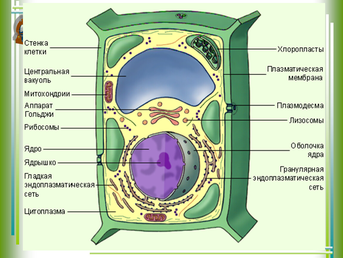 Рассмотрите строение растительной клетки какая структура
