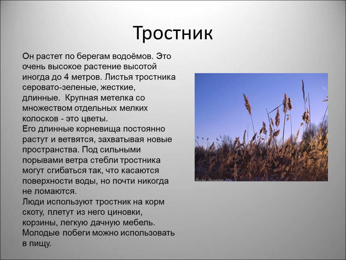 Растения водоемов 2 класс окружающий мир. Растения пресных водоемов 2 класс.