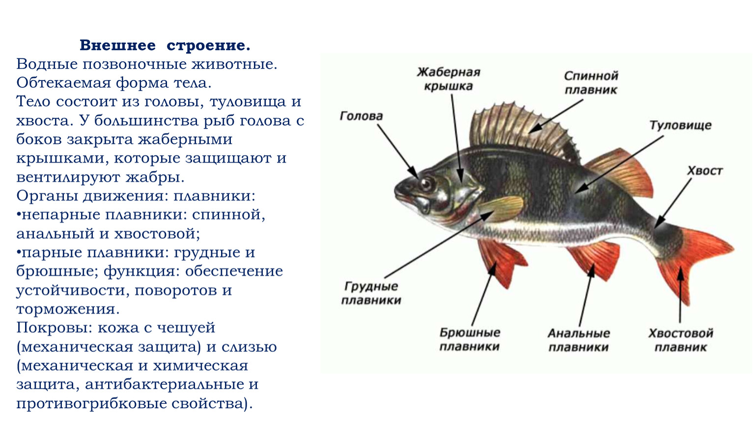 Основные функции рыбы. Внешнее строение рыбы 7 класс биология таблица. Парные плавники у костных рыб. Строение рыбы Надкласс рыб. Биология 8 класс Надкласс рыбы.