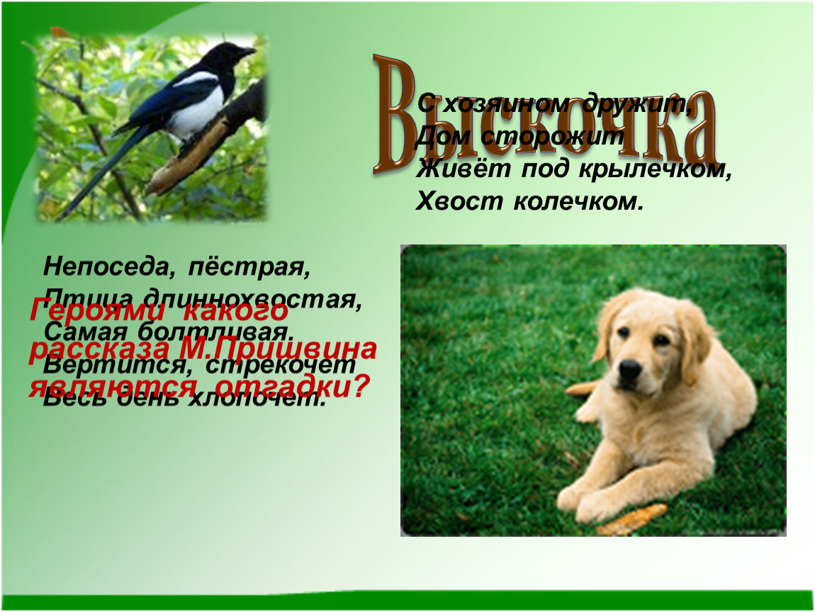 Вертится стрекочет весь. Синквейн выскочка пришвин. Живет под крылечком хвост колечком. Синквейн к рассказу выскочка. Синквейн вьюшка пришвин выскочка.